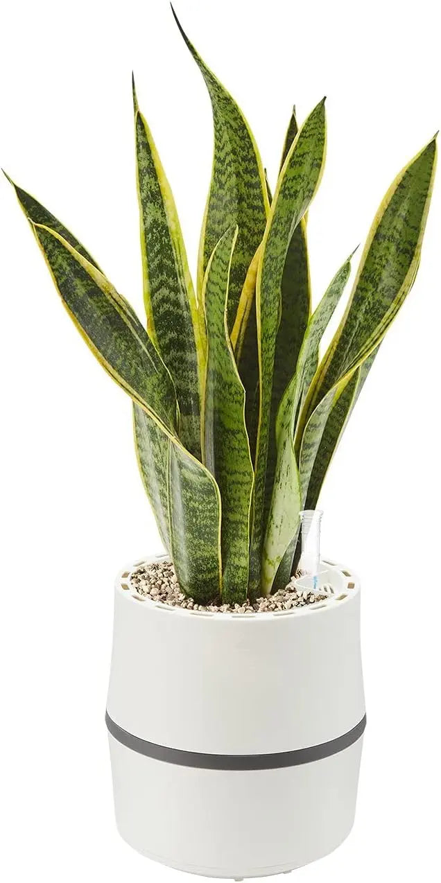 AIRY Sistema S (1315-613), Purificador de aire natural, Filtra contaminantes, alérgenos y olores